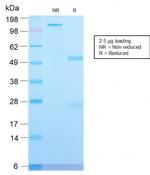 CD71/Transferrin Receptor (TFRC) (Extracellular Domain) Antibody in SDS-PAGE (SDS-PAGE)