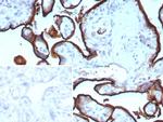CD71/Transferrin Receptor (TFRC) (Extracellular Domain) Antibody in Immunohistochemistry (Paraffin) (IHC (P))