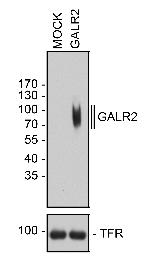 GALR2 Antibody in Western Blot (WB)