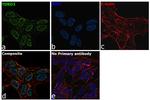 TDRD3 Recombinant Rabbit Monoclonal Antibody (6H18L56)