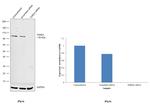 TDRD3 Antibody in Western Blot (WB)