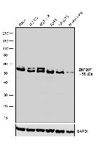 ZNF207 Antibody in Western Blot (WB)