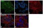 CDKL5 Recombinant Rabbit Monoclonal Antibody (1H57L44)