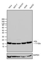 Histone H2A Recombinant Rabbit Monoclonal Antibody (6H5L17)