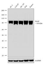 E6AP Recombinant Rabbit Monoclonal Antibody (19H14L13)