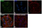 PSMA3 Antibody in Immunocytochemistry (ICC/IF)