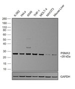 PSMA3 Antibody in Western Blot (WB)