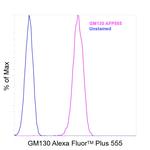 GM130 Antibody in Flow Cytometry (Flow)