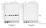 H3K4me3 Recombinant Rabbit Monoclonal Antibody (14H24L5)