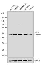 SAV1 Recombinant Rabbit Monoclonal Antibody (2H8L41)