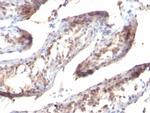 TGF-alpha (Transforming Growth Factor alpha) Antibody in Immunohistochemistry (Paraffin) (IHC (P))