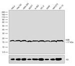 Histone H2B Recombinant Rabbit Monoclonal Antibody (3H10L20)