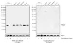 H3K4me3 Recombinant Rabbit Monoclonal Antibody (9H28L57), ChIP-Verified