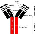 SARS-CoV-2 Spike Protein (RBD) Chimeric Antibody