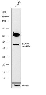 Endothelin A Receptor Antibody in Western Blot (WB)