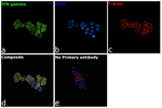 IFN gamma Antibody in Immunocytochemistry (ICC/IF)