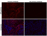 IFN gamma Antibody in Immunohistochemistry (Paraffin) (IHC (P))
