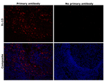 IL-13 Antibody in Immunohistochemistry (Paraffin) (IHC (P))