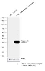 Adiponectin Antibody
