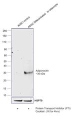 Adiponectin Antibody in Western Blot (WB)