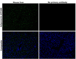 Adiponectin Recombinant Rabbit Monoclonal Antibody (8H25L59), Alexa Fluor™ Plus 488