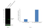 Adiponectin Antibody in Western Blot (WB)