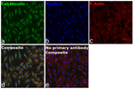 Calreticulin Recombinant Rabbit Monoclonal Antibody (33H7L21)