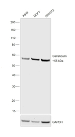 Calreticulin Antibody in Western Blot (WB)