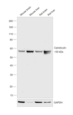 Calreticulin Antibody in Western Blot (WB)