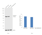 Calreticulin Antibody in Western Blot (WB)