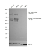 c-Met Antibody