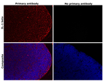 IL-1 beta Recombinant Rabbit Monoclonal Antibody (R3P1-A9)