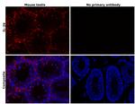 IL-29 Antibody in Immunohistochemistry (Paraffin) (IHC (P))
