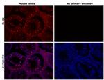 IL-29 Antibody in Immunohistochemistry (Paraffin) (IHC (P))