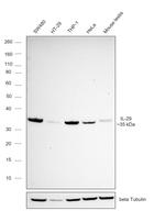 IL-29 Antibody in Western Blot (WB)
