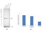 IL-29 Antibody in Western Blot (WB)