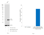 IL-8 Recombinant Rabbit Monoclonal Antibody (7H5L6)