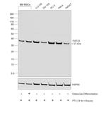 FGF23 Antibody