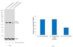 FGF23 Antibody in Western Blot (WB)