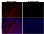 CD70 Antibody in Immunohistochemistry (Paraffin) (IHC (P))