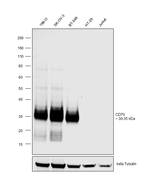 CD70 Antibody in Western Blot (WB)