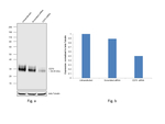 CD70 Antibody in Western Blot (WB)