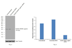 CD254 (RANK Ligand) Antibody
