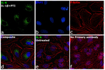IL-6 Recombinant Rabbit Monoclonal Antibody (54H58L14)