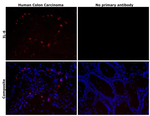 IL-6 Antibody in Immunohistochemistry (Paraffin) (IHC (P))