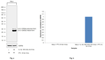 IL-6 Antibody