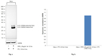 IL-6 Antibody