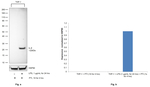 IL-6 Antibody in Western Blot (WB)