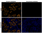 ACE2 Antibody in Immunohistochemistry (Paraffin) (IHC (P))