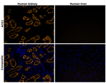 ACE2 Recombinant Rabbit Monoclonal Antibody (ACE2-Clone 98)